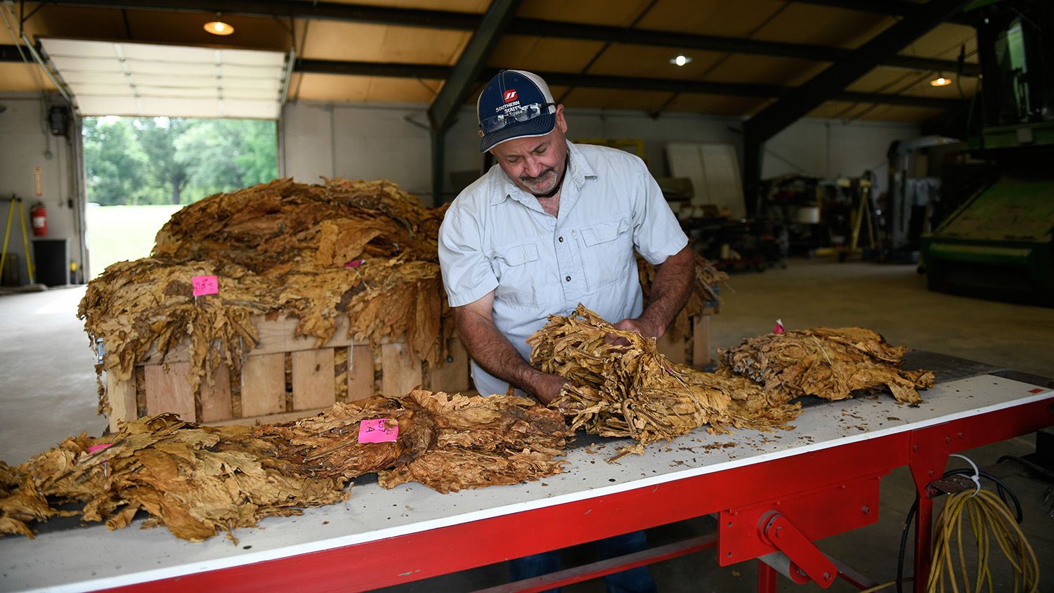 Researcher working with tobacco at Oxford Tobacco Research Station
