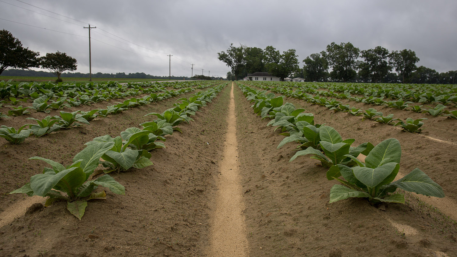 tobacco crops at Upper Coastal Plain Research Station