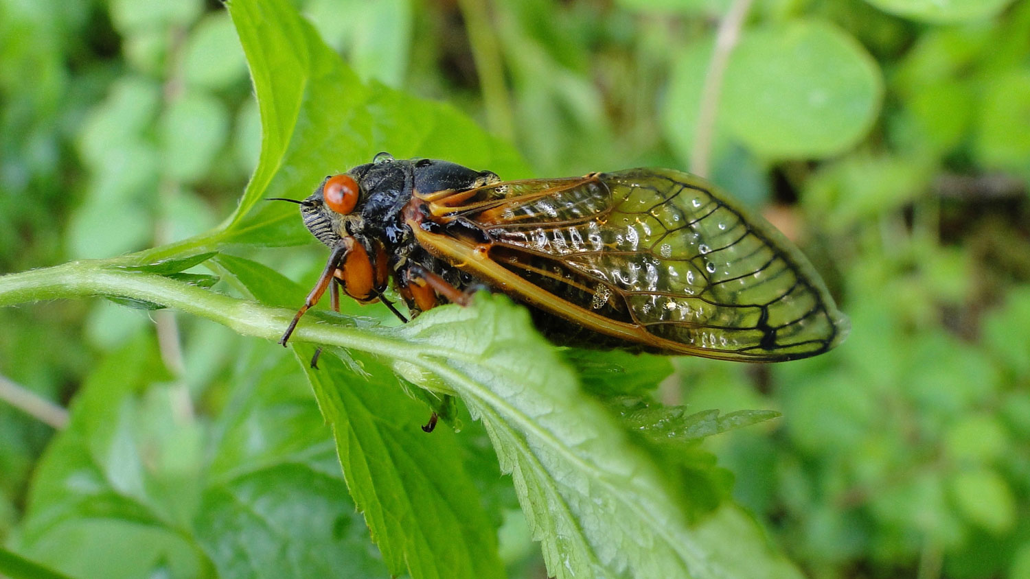 cicada on a leaf