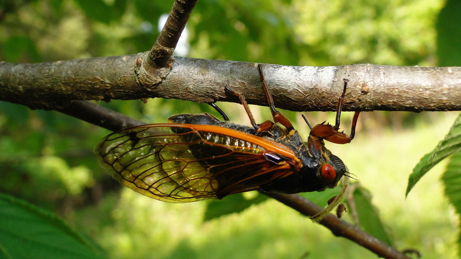 A cicada ovipositing. Photo credit: Clyde Sorenson