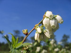 Blueberry flowers