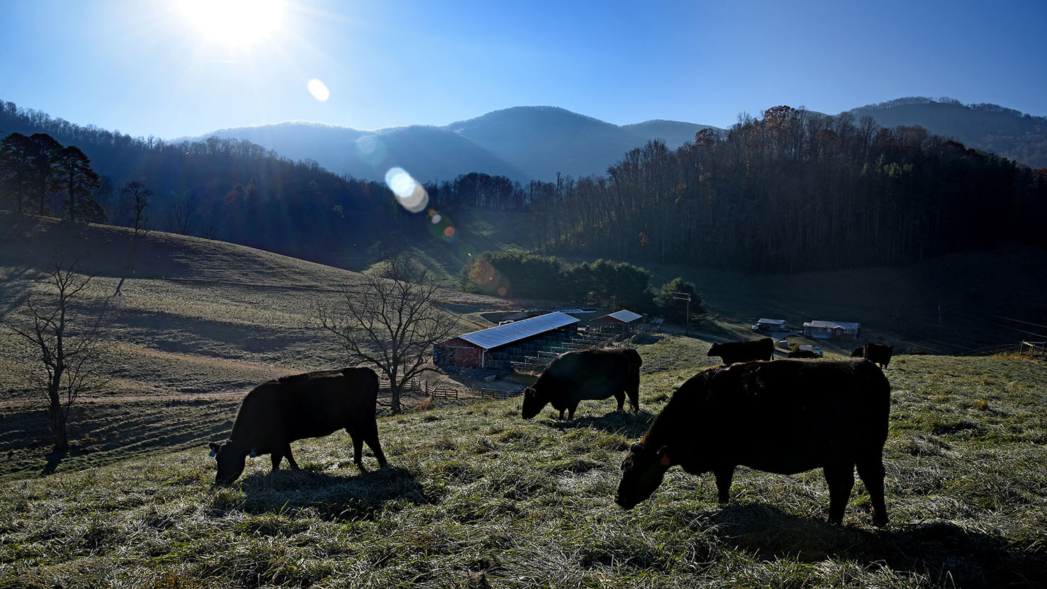 Cattle graze on a ridge high above the Mountain Research Station farms near Waynesville.