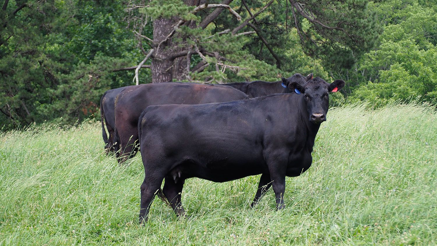 Cow on mountain hillside.