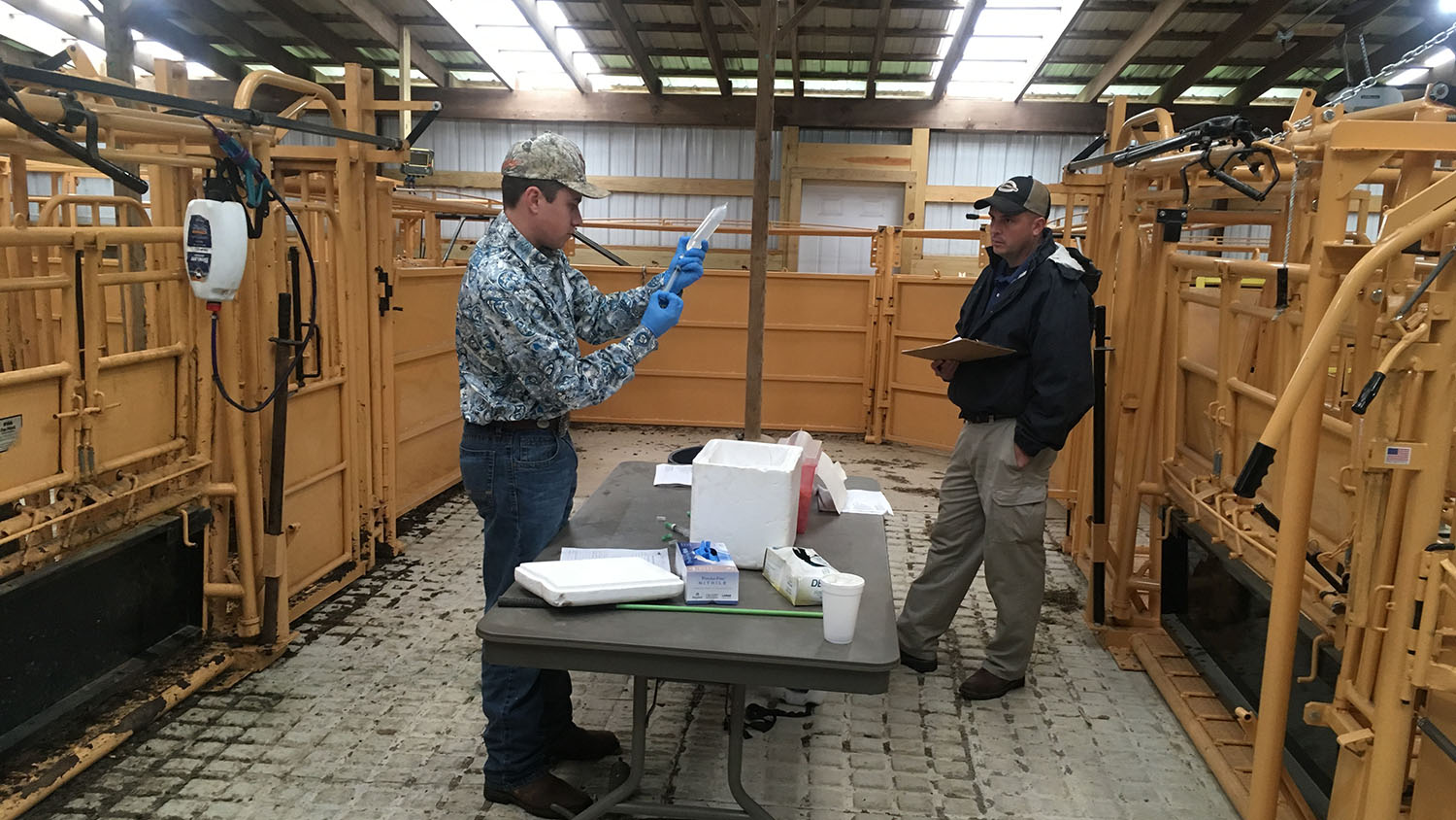 High school student and judge in a cattle barn.