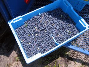 bin of machine-picked blueberries