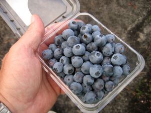 A pint of fresh blueberries