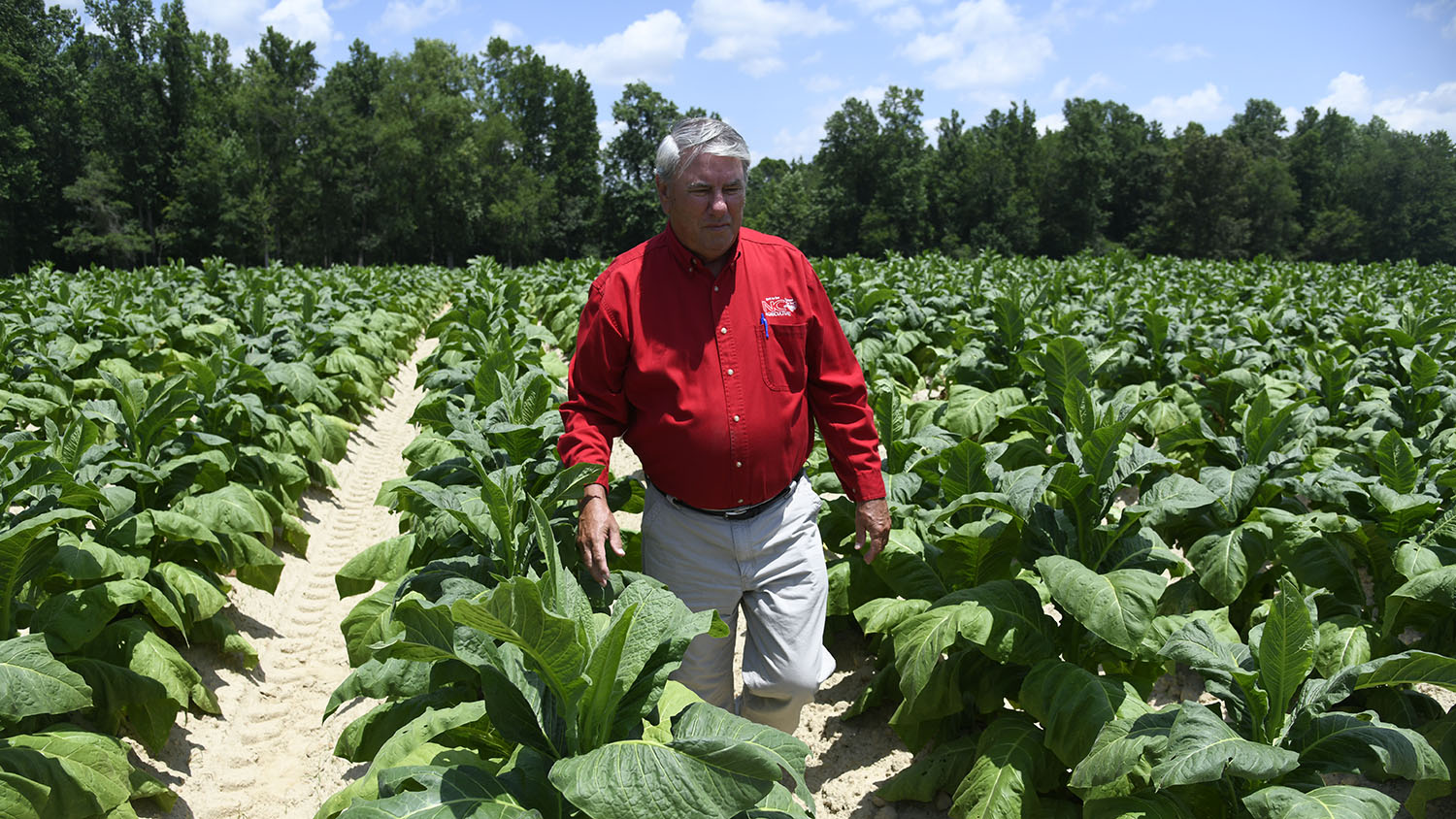 Man in red shirt standing in a field of tobacco