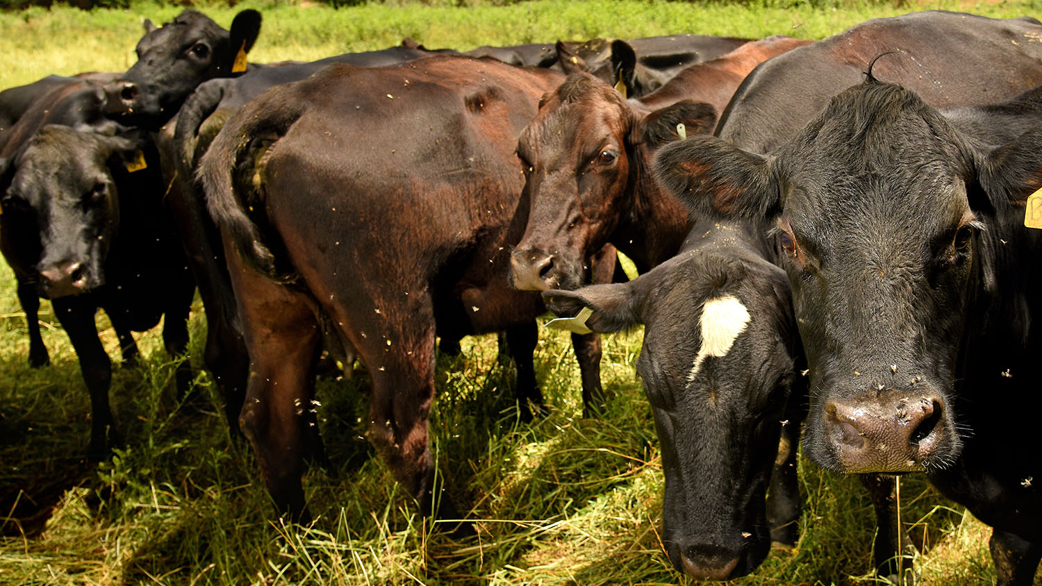 Cattle grazing