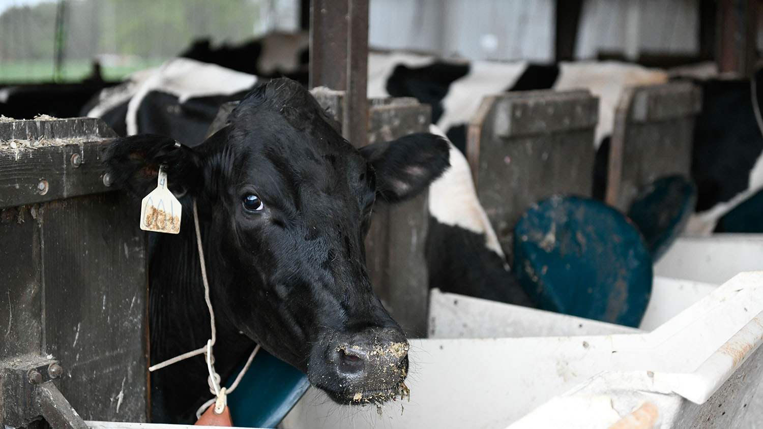 A black and white cow eating in a barn.