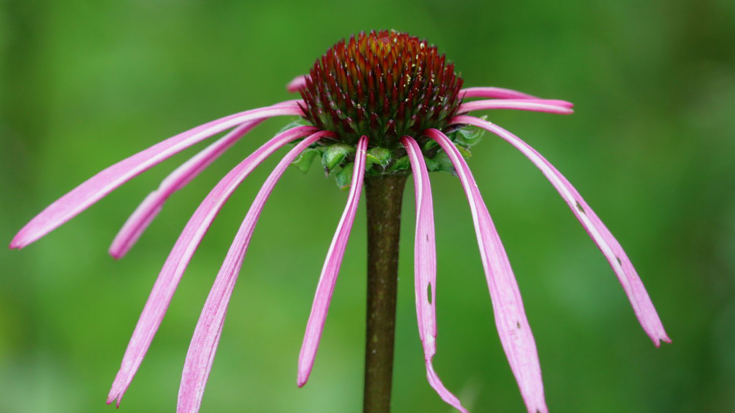 Image of a endangered smooth coneflower