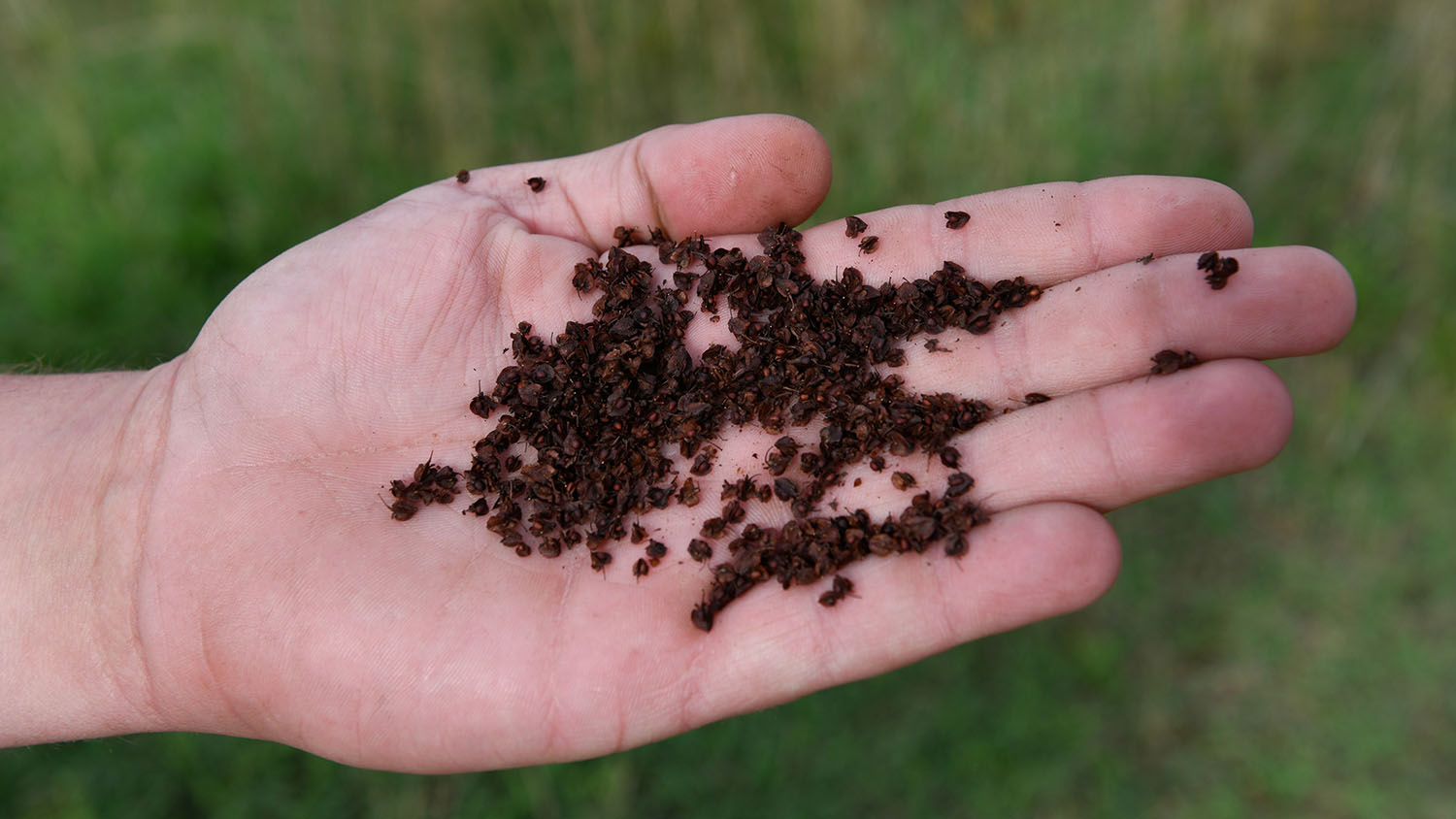 Hand holding seeds