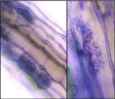 A purple-dyed microscopic image of plant roots.