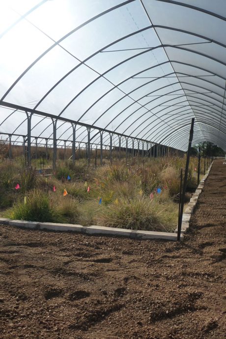 Raised beds of grasses underneath a clear plastic awning.
