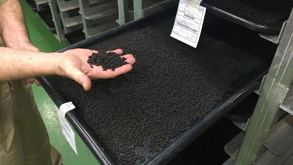 Hand holding pupae above a tray full of the insects