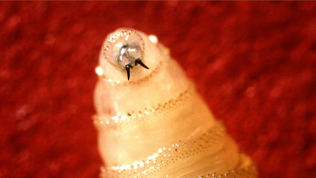 Insect Larva with Tusklike Mandibles