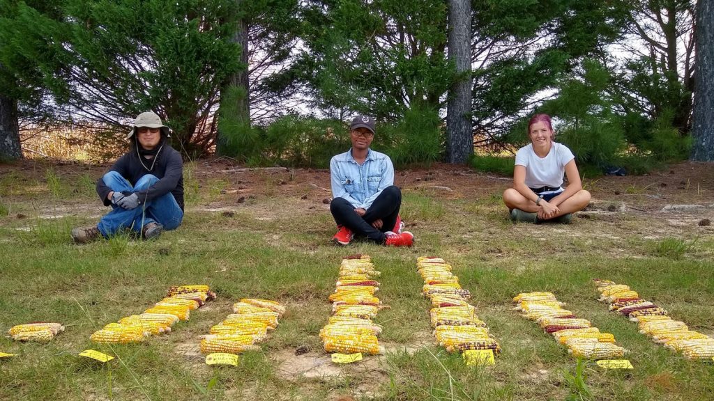 Three people sitting ing front of rows of maize