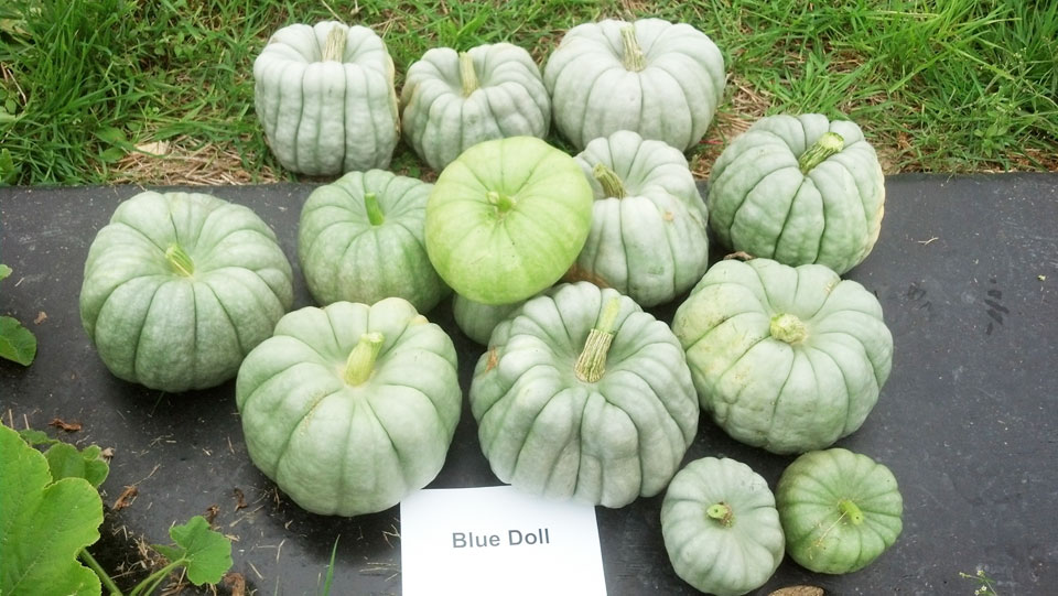 Blue Doll Pumpkins