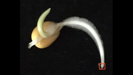 Tiny corn sprout with a long root on a black background.