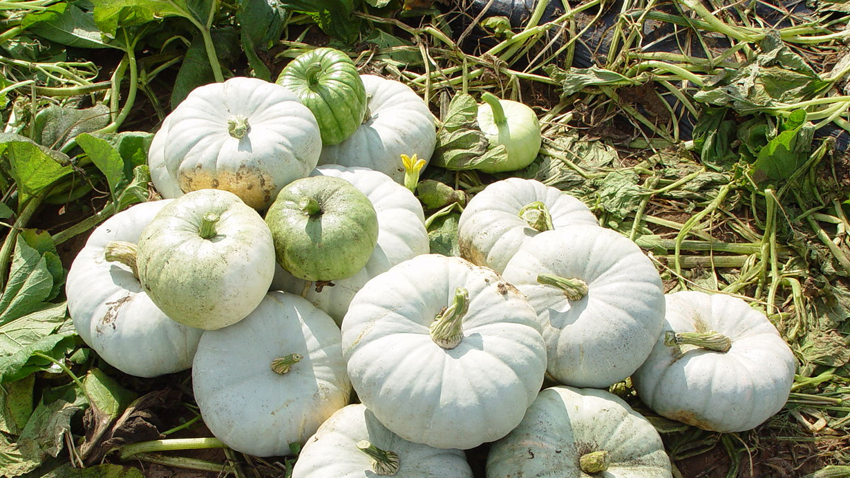 a pile of Silver Moon Pumpkins, or flat stackable pumpkins